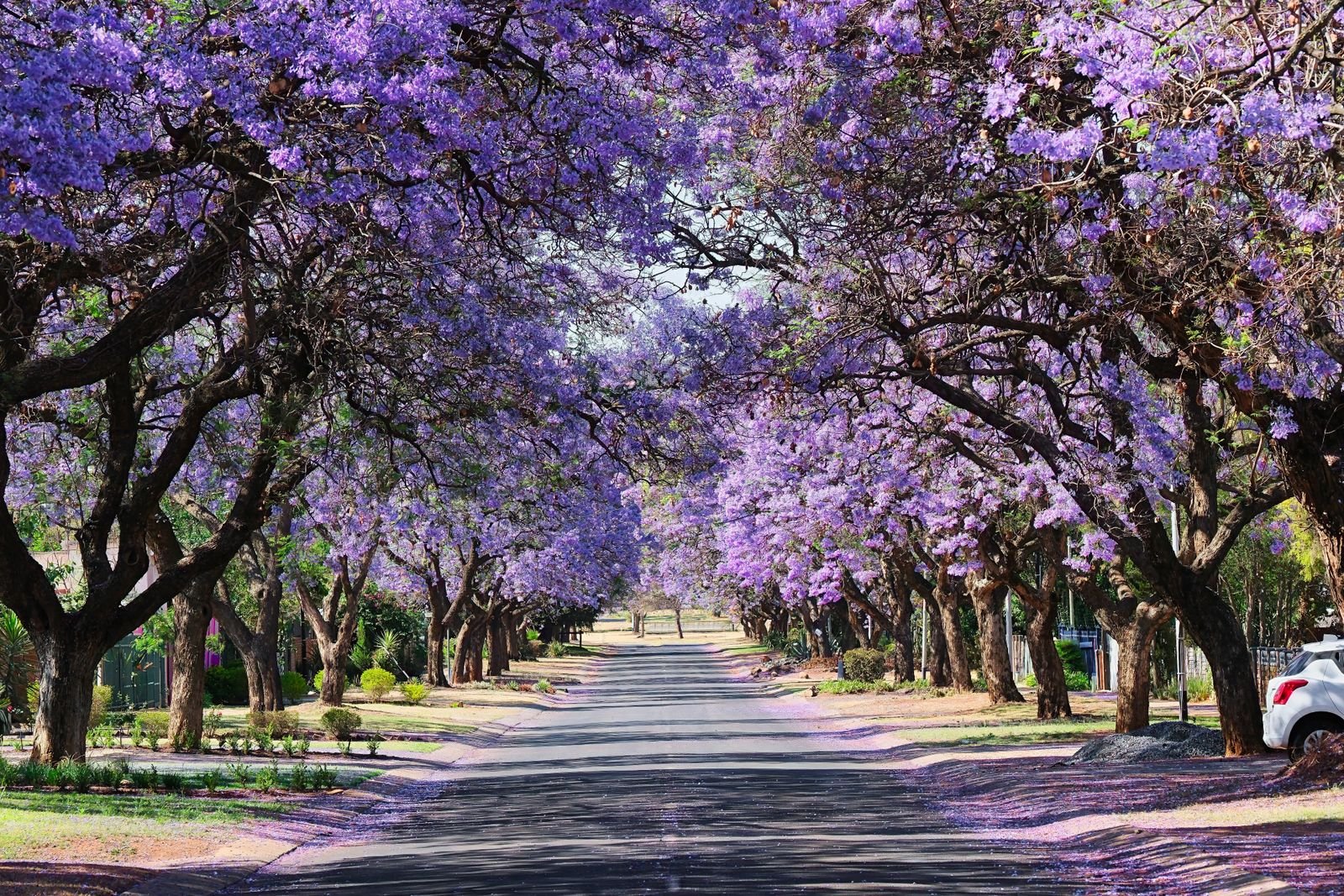 Landscaped boulevard at Vistara County