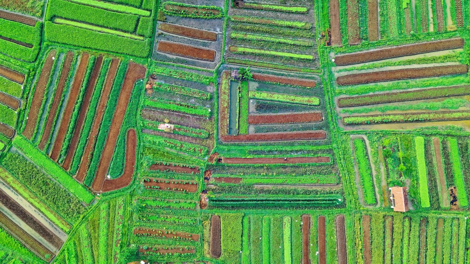 Aerial view of the Vistara County plotted layout